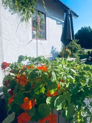 Köksfönstret