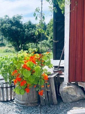 Råmarbo - Bild 4