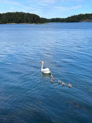 Ett hus vid havet i Gryts skärgård - Bild 20