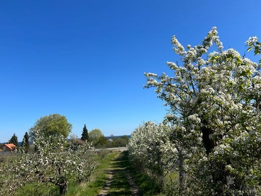 Äppelgårdsvilla på Kivik—Panoramautsikt över havet - Bild 18