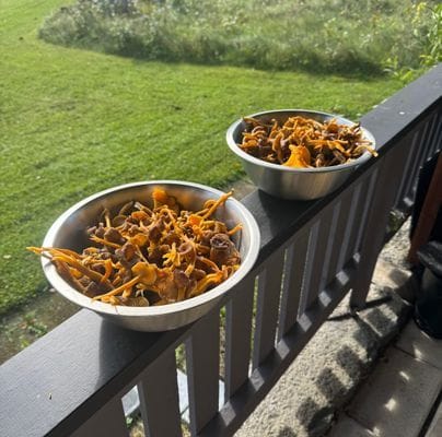 Mysig stuga med lantligt läge - Bild 2