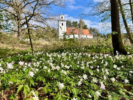 Vy från trädgården mot Visseltoftas fina gamla kyrka från sent 1100-tal. Dopfunten i sten är lika gammal som kyrkan och predikstolen är från 1594. Kyrkans främsta attraktion är de båda medeltida träskulpturerna vid korbågen.