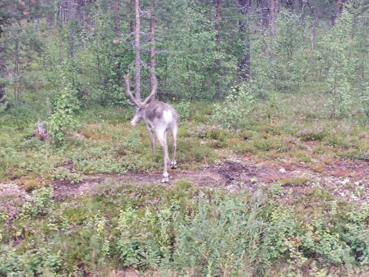 Njut av svenska Lappland med privat bastu - Bild 20