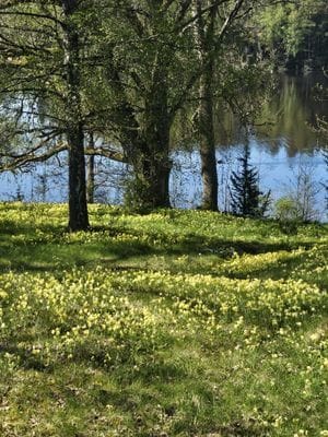 Sjövillor | Privat strand och bastu | Holbonäs - Bild 9