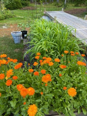 Åminne strand - Bild 13