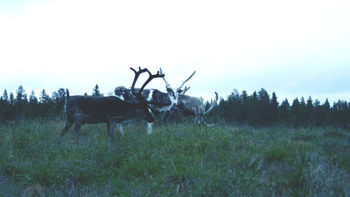 Stuga i Lofsdalsfjällen - Bild 13