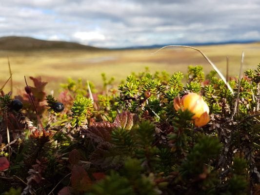 Stuga i Lofsdalsfjällen - Bild 14