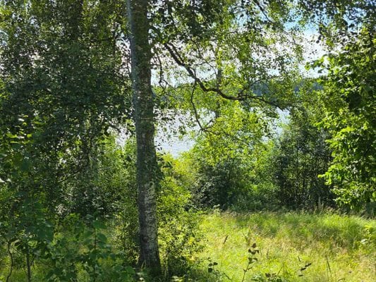 Mysigt sommarhus vid sjön i Småland - Bild 7