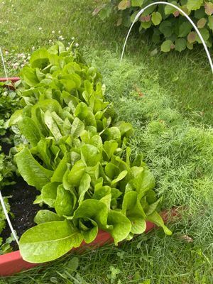 Mysig stuga nära sjö och natur - Bild 10