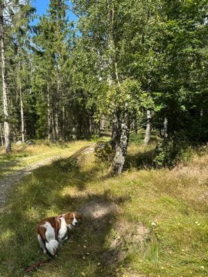 Lodge | Spa | Hundvänligt på Österlen - Bild 64