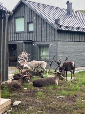 MODERN MYSIG STUGA MITT I FJÄLLANLÄGGNING - Bild 18