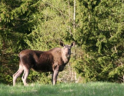 Hus för sommar- och vinterboende med nära sjöläge - Bild 29