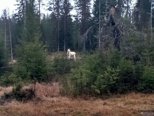 Centrally located holiday home in Stöllet - Bild 18