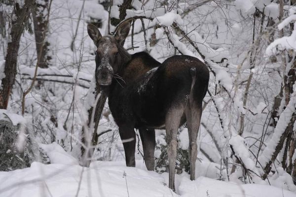 Centrally located holiday home in Stöllet - Bild 16