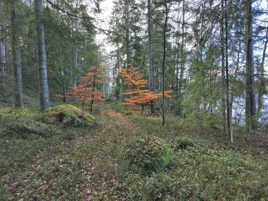 Stuga vid sjö i skogsmiljö – Drängstugan - Bild 18