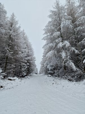 Skogsnära stuga i Ludvigsborg - Bild 4