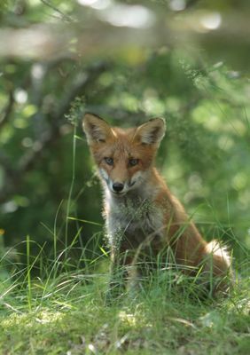 Lysviks gästhus inklusive extra service - Bild 18