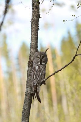 Lysviks gästhus inklusive extra service - Bild 20