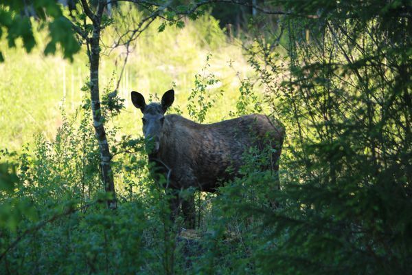 Lysviks gästhus inklusive extra service - Bild 9
