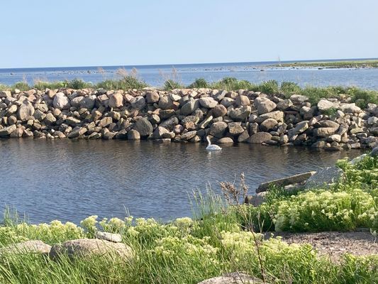 Strandnära ölandsidyll vid havet - Bild 25