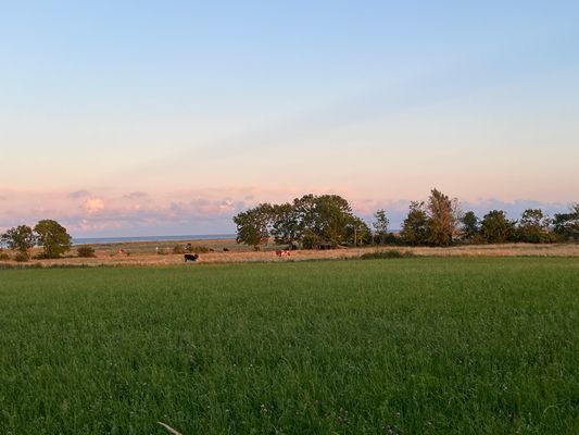 Strandnära ölandsidyll vid havet - Bild 19