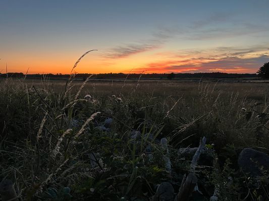 Strandnära ölandsidyll vid havet - Bild 24