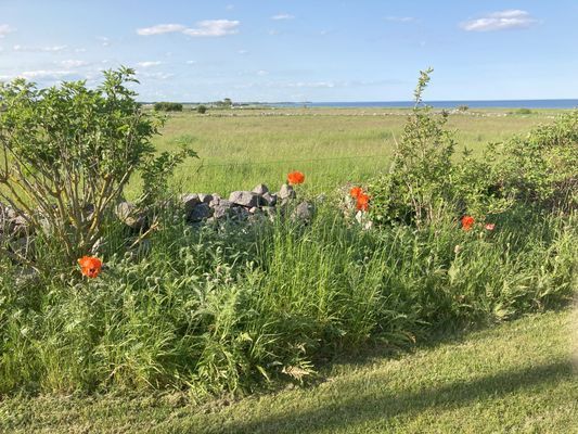 Strandnära ölandsidyll vid havet - Bild 18