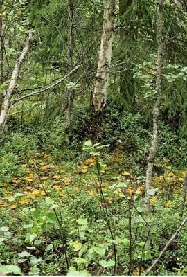 I svampskogen