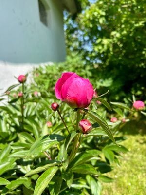 Österlendröm m unikt läge utsikt över fälten - Bild 58