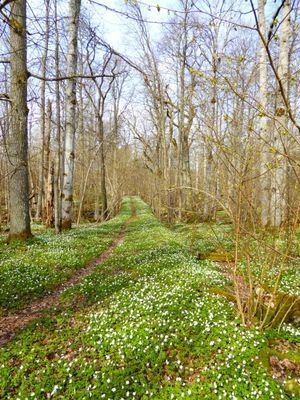 Tomsängens naturreservat utanför Vingåker