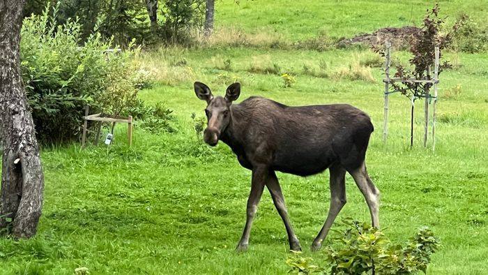 Mysig timmerstuga med kamin i södra Värmland - Bild 21