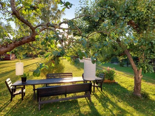 Trädgård med hängmatta och äppelträd