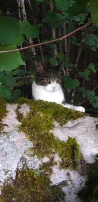 Naturskön och lantlig idyll mellan sjöar. - Bild 45