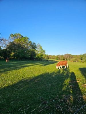 Modern stuga i lantlig miljö med härlig kvällssol - Bild 3