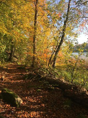 Semesterboende med badplats och  brygga | SE03019 - Bild 34