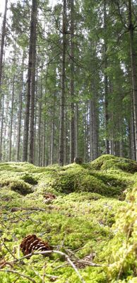 Naturskön och lantlig idyll mellan sjöar. - Bild 36