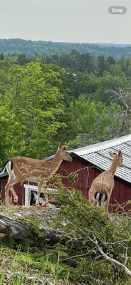 Idyllisk Skärgårdsstuga med milsvid havsutsikt - Bild 30