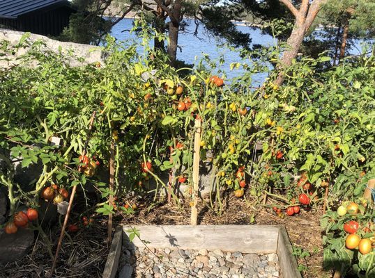 Käringholmen Gränö, Sjötomt, strand, naturnära - Bild 31