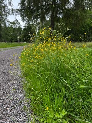 Skogsparadis - Bild 4