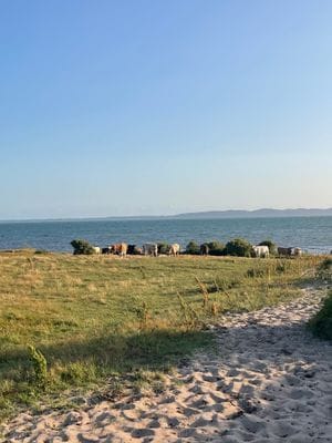 Stuga med havsutsikt – 100 m till stranden - Bild 36