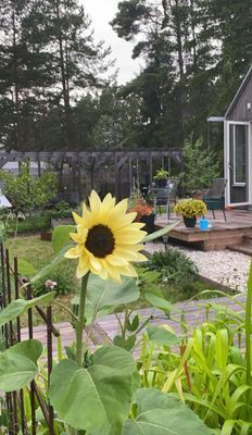 Åminne strand - Bild 16