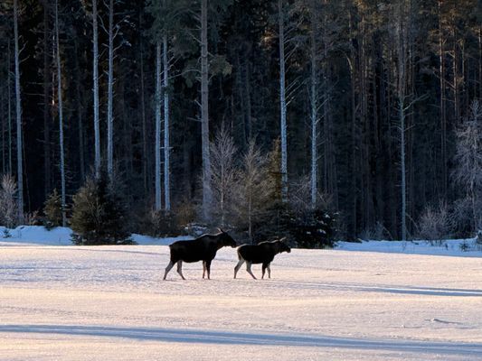 Mysig stuga i skogen på en gård - Bild 34