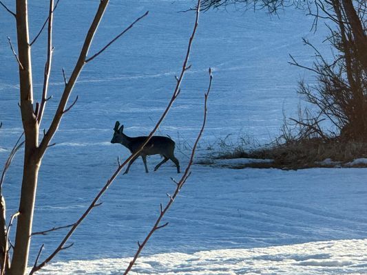 Mysig stuga i skogen på en gård - Bild 31