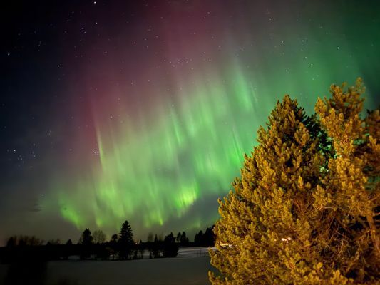 Mysig stuga i skogen på en gård - Bild 6
