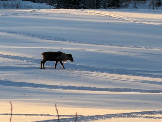 Mysig stuga i skogen på en gård - Bild 35