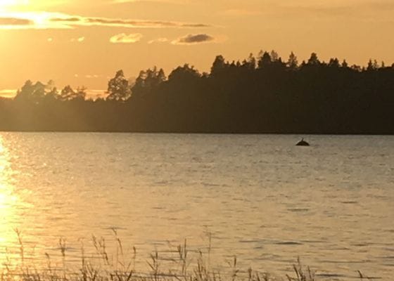 Privat paradis intill sjö. - Bild 20