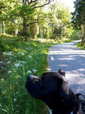 Naturskön och lantlig idyll mellan sjöar. - Bild 59