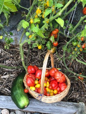 Käringholmen Gränö, Sjötomt, strand, naturnära - Bild 32