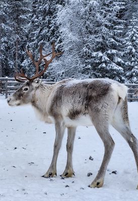 Cabin i Rentjärn - Bild 20