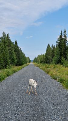 Cabin i Rentjärn - Bild 18